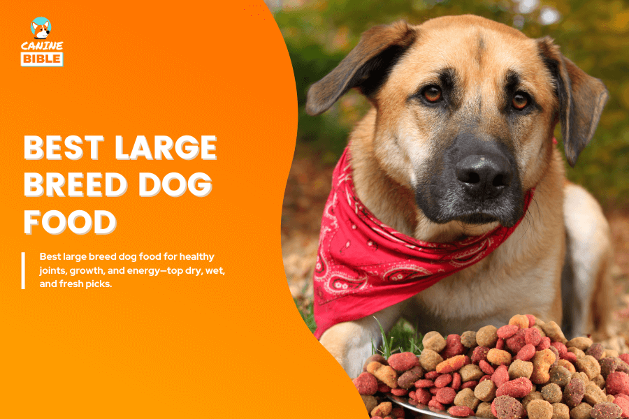 How to Make Chrome Your Default Browser Across All Devices